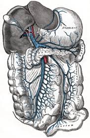 .of brittle blood vessels in the brain or spinal cord, called cavernous angiomas (ca), are linked to the composition of a person's gut bacteria. Portal Vein Wikipedia