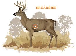 bowhunting how to where to aim on a whitetail deer