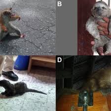 Existen dos especies en las laderas orientales del valle de aburrá: Individuos De Cusumbo Solo Nasua Nasua A C E Y Cusumbo Mocoso Download Scientific Diagram