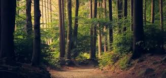 Ambience sound effects free download. Ambient Sounds Free Sound Effects Free Sounds Library