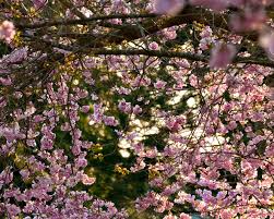 Flower vendors like dhanalakshmi are a common sight in this largely pilgrimage town in the state of tamil nadu, where the heady fragrance of jasmine has always been its most defining my father and grandfather sold flowers in this very space before i inherited the business, rajendran said. Best Time For Blooming Season In Vancouver 2021 When To See Rove Me