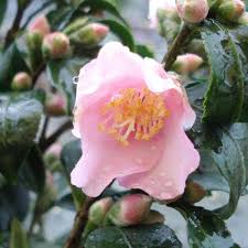 Camellias are relatively free of pests and diseases and are particularly resistant to honey fungus. Camellias Terra Viva Home Garden