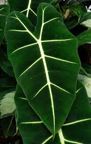 Alocasia Frydek Care How To Grow Green Velvet Alocasia Smart Garden Guide Alocasia Plant Plant Aesthetic Garden Guide