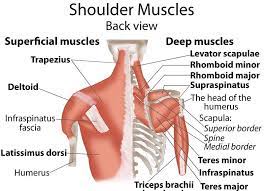 Maybe you would like to learn more about one of these? Posterior Shoulder Muscles Shoulder Anatomy Shoulder Muscles Shoulder Muscle Anatomy