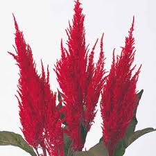 Image result for Celosia pandurata