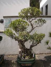 Check out our bonsai tree selection for the very best in unique or custom, handmade pieces from our gardening & plants shops. Bonsai Creation Fiche D Entretien Du Ficus Ficus Microcarpa Ginseng