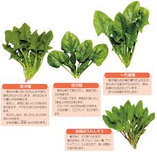 月報 野菜情報 今月の野菜 ほうれんそう 2012年1月