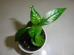 Image result for Voacanga africana