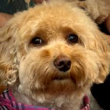 Why can't I find buried treasure using a scanner and compactor?