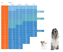 How Old Is Your Dog In People Years