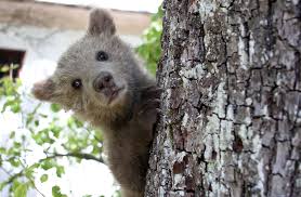 Everyone give him a warm welcome to the phamily. Iz Zavetisca Ugrabili Medvedka Srecka