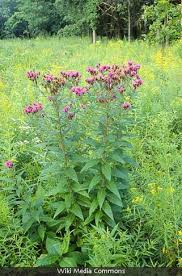 Image result for Vernonia stenocephala
