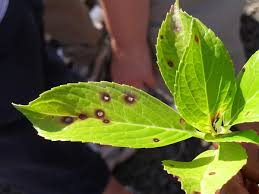 Black spot leaf disease is a physiological plant disorder that affects some grape varieties such as concord. Leaf Spot Diseases Of Trees And Shrubs Umn Extension