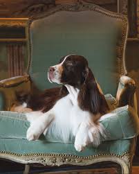The National Dog Show S Top 3 Dogs To Watch National Dog Show Dog Show Springer Spaniel