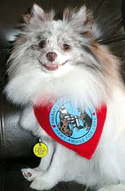 My Pomeranian Helps Kids Learn To Read Dog Help Help Kids Learn Pomeranian