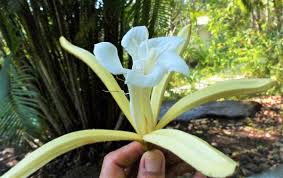 Image result for Pterospermum acerifolium