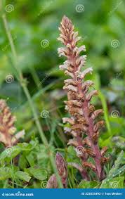 Image result for Orobanche minor