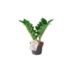 Image result for Zamiokulkas Zamioculcas