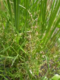 Image result for Isachne kiyalaensis