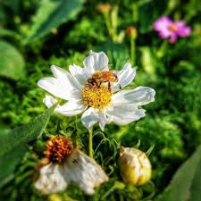 Check spelling or type a new query. Honeybees Sure Love Our Purity Cosmos Hummingbird Flowers Honey Bees Keeping Planting Flowers