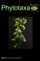 Image result for Crepidorhopalon parviflorus