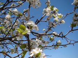 The issue may well lie in your soil. Bradford Pear Tree In Bloom At The East Texas Arboretum Botanical Society In Athens Texas Bradford Pear Tree Spring Blooms Bradford Pear