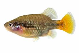 Image result for Steganotaenia hockii