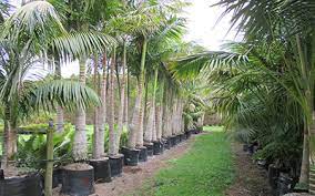 If you're looking into buying apartments in auckland, we are the place to go. New Zealand Palms For Sale Indoor And Outdoor Palms
