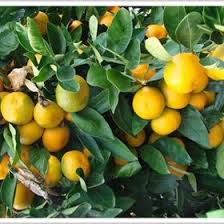 Maybe you would like to learn more about one of these? 8 Best Salt Tolerant Tree Seeds Ideas Tree Seeds Seeds Tree