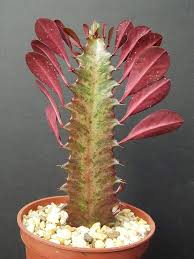 Image result for Euphorbia
