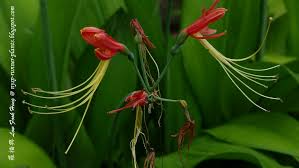 Image result for Ancistrorhynchus tenuicaulis