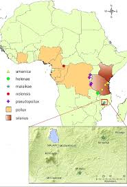 Image result for Agelanthus krausei