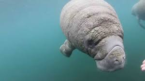 The baby manatees are also introduced to various types of plant life to feed on when they are a few weeks old. Curious Baby Manatee Youtube