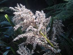 Maybe you would like to learn more about one of these? Australian Plants For Shady Spots