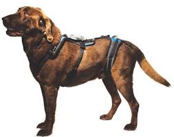 Choosing The Right Harness Help Em Up