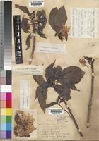 Image result for Caloncoba