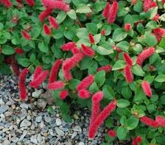 Image result for Acalypha allenii
