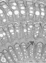 Image result for Albertisia exelliana