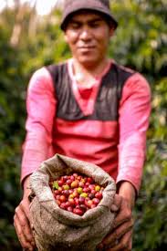 Petani bijak cara merawat kopi arabika, management pemupukan dan perawatan budidaya kopi arabika, cara merawat tanaman kopi umur 2 tahun agar berbuah lebat dan subur bersama petani. Kebun Laporan Khusus Majalah Tempo Co