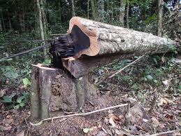 Image result for Diospyros crassiflora