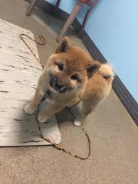 Black And Tan Shiba Inu Dachshund Mix Floof Bear So Tiny Cute Animals Shiba Inu Fluffy Animals