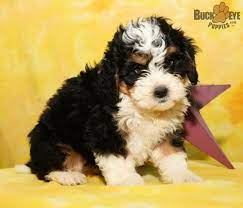Garret Mini Bernedoodle Puppy For Sale In Fredericksburg Oh Buckeye Puppies Mini Bernedoodle Bernedoodle Puppies For Sale