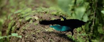 They are rivalled only by a few pheasants and hummingbirds in colour and in the bizarre shape of the males' plumage. A New Vantablack Bird Of Paradise Has Been Discovered And It S Absolutely Mesmerising