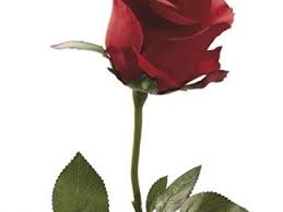 We did not find results for: Flower Shop Las Vegas Cannabis Weddings