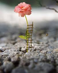 H On Instagram Var Mi Soyle Dislerinizi Kamastirip Tuylerinizi Diken Diken Eden Bir Takintiniz Mesela Benimki Saten Kumaslara Doku In 2020 Edit Music Flowers Plants