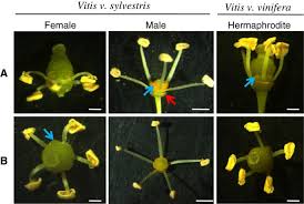 On average, your last spring frost occurs on march 26 (at dumas, ar climate plant flowering bulbs, biennial and perennial flowers, and vegetables that bear crops below ground. Flower Development And Sex Specification In Wild Grapevine Bmc Genomics Full Text