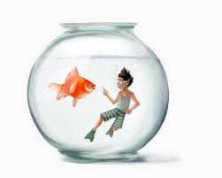 Swimming In A Fish Bowl Goldfish Bowl Art Prints Goldfish