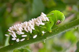 Wasps feed on tomato worms and attach their larvae to them. How Baby Wasps Can Save Your Tomatoes