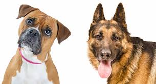 Boxer beagle mix meet the bogle a loving and energetic cross. German Shepherd Boxer Mix Loyal Guardian Or Loving Companion
