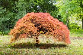 Its natural habitats are subtropical or tropical dry forests and subtropical or tropical dry shrubland. Best Dwarf Trees Best Trees Under 10 Feet For Small Yard Spaces